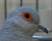 Diamond Dove