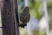 No bigger than Goldfinch and eating just like one, this orphaned Pine Siskin had me stumped trying to ID him. He stayed with me for three days, resting, eating, drinking before moving on. He's welcome anytime.