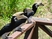 African Pied Hornbill