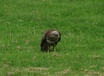 Eurasian Buzzard