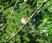 Spotted Flycatcher