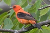 Scarlet Tanager