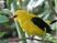 African Golden Oriole