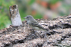 Dusky Flycatcher