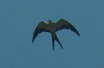 Swallow-tailed Kite
