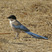 Azure-winged Magpie