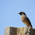 African Stonechat