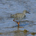 Common Redshank