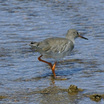 Common Redshank