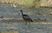 African Openbill