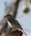 African Dusky Flycatcher