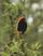 Red Bishop