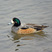 Chiloe Wigeon