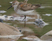 Little Stint
