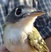 Black-capped Vireo
