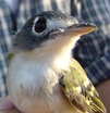 Black-capped Vireo