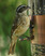 female