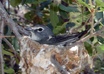 Plumbeous Vireo