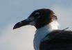 Laughing Gull