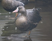 Greater White-fronted Goose