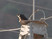 Bat Falcon