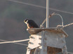 Bat Falcon