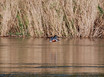 Ringed Kingfisher