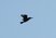 Belted Kingfisher