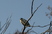 Black-crowned Night-Heron