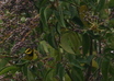 Townsend's Warbler