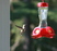 Anna's Hummingbird