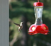 Anna's Hummingbird