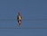 Band-tailed Pigeon