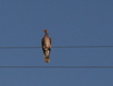 Band-tailed Pigeon