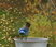 Steller's Jay