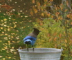 Steller's Jay