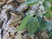 Brown Creeper