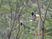 Gold-billed Magpie