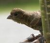 House Finch