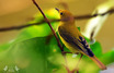 Yellow Warbler