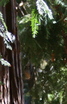 Pygmy Nuthatch