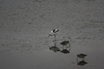 American Avocet