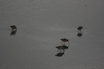Red Knot