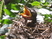 Baby Robin in my tree. Detroit, Aug 2009.