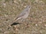 Black Redstart