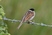 Reed Bunting