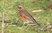 Redwing