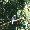 Cooper's Hawk