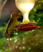 Summer Tanager