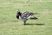 Barnacle Goose
